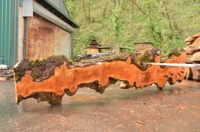 Big Leaf Maple Slab 032922-07