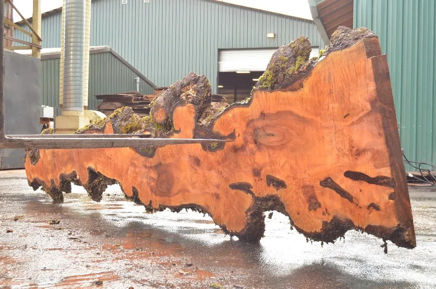 Big Leaf Maple Slab 032922-07